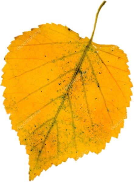 Листья березы осенью