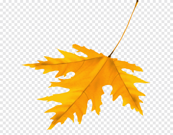 Осенние листья клипарт