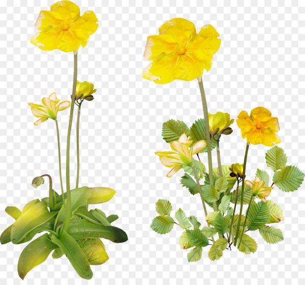 Лютик на белом фоне