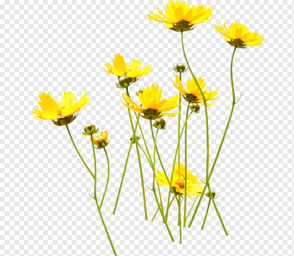 Полевые цветы для фотошопа