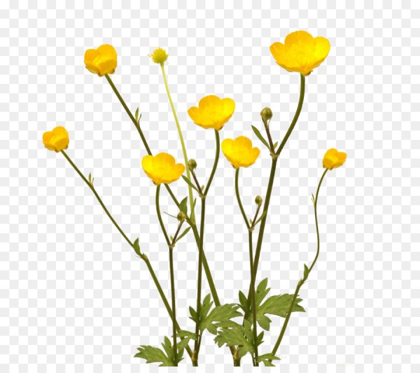 Лютик Йеллоу белый