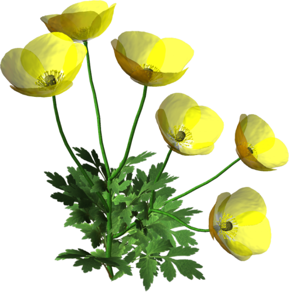 Лютик белый полевой