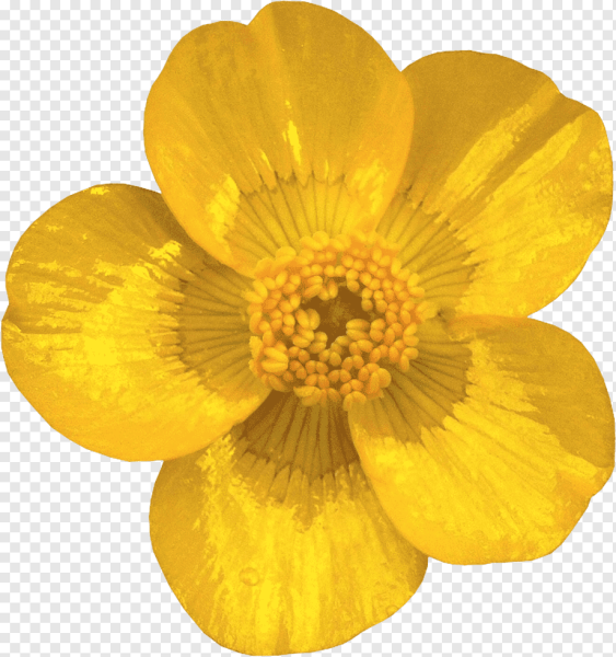 Желтые цветы лютики