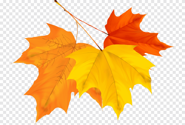 Кленовые листочки на прозрачном фоне