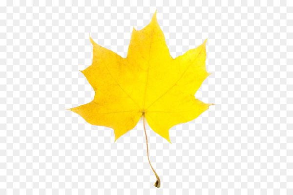 Желтые листочки