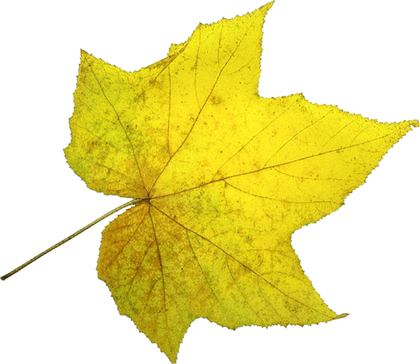 Осенние листочки