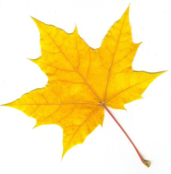 Листик желтый кленовый
