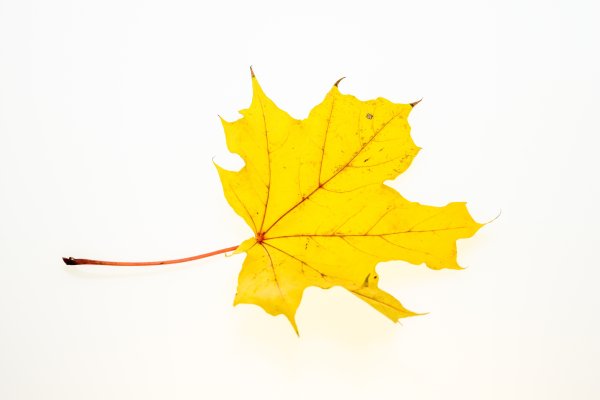 Кленовый лист