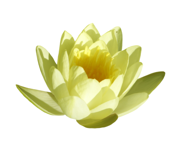 Кувшинка четырехгранная на белом фоне