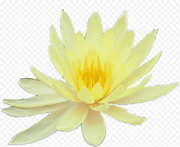 Нарисовать желтый Лотос