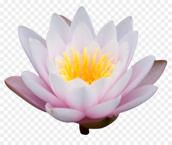 Лотус растение