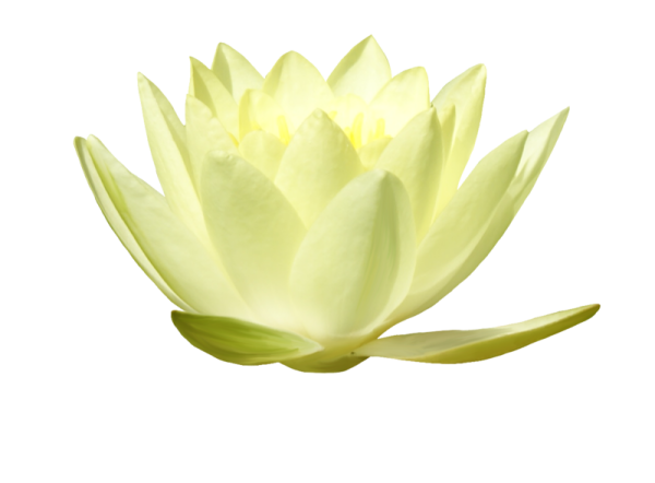 Кувшинка на белом фоне