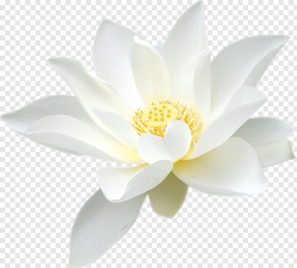 Лотос цветок