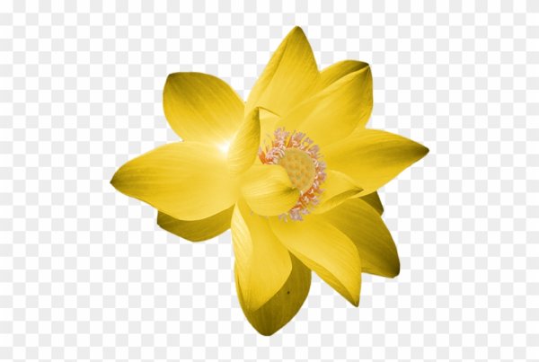 Желтая кувшинка на прозрачном фоне