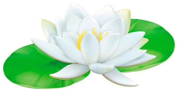 Лилия кувшинка