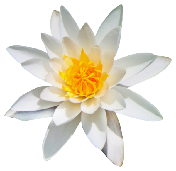 Водяная Лилия