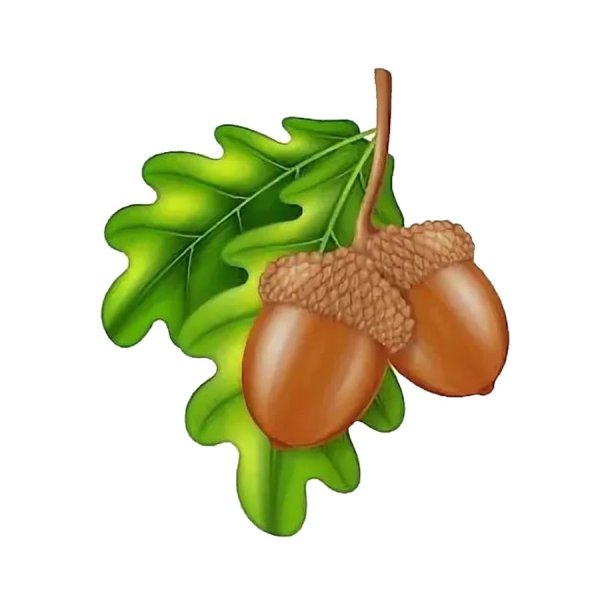 Жёлудь мультяшное