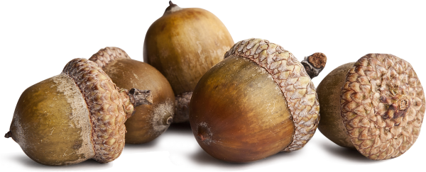 Желуди на белом фоне для детей