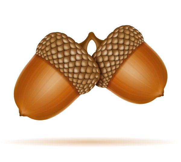 Нарисованный Желудь на белом фоне