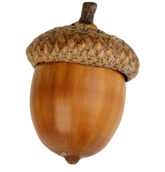 Желуди на белом фоне для детей