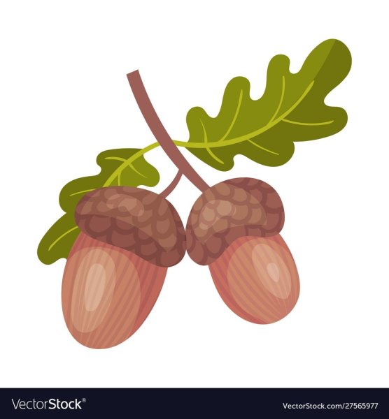 Желуди для детей без фона