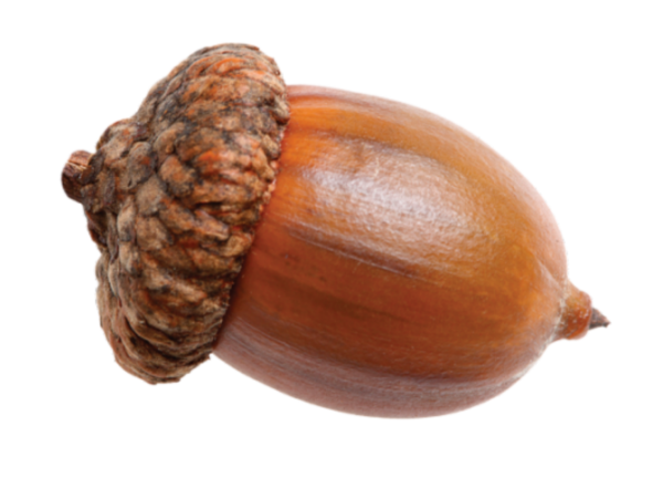 Желудь орех