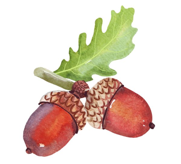 Желудь на белом фоне