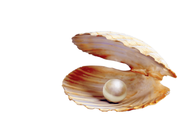 Жемчужная раковина