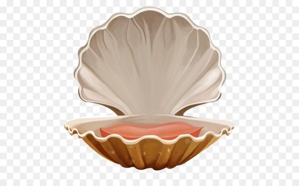 Ракушка раскрывшаяся