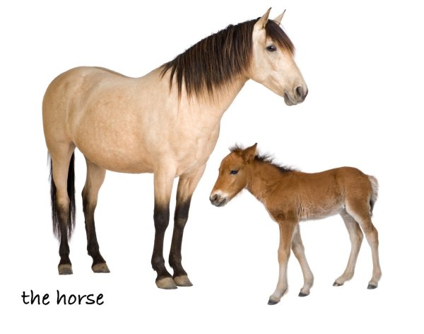 Лошадь с жеребенком