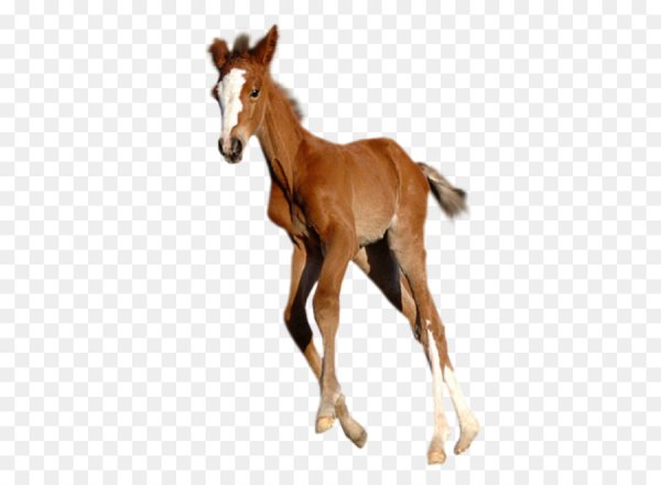 Жеребенок на белом фоне