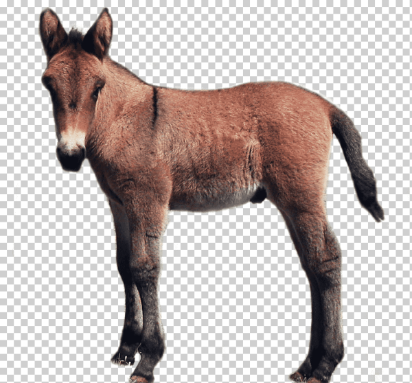 Жеребенок без фона