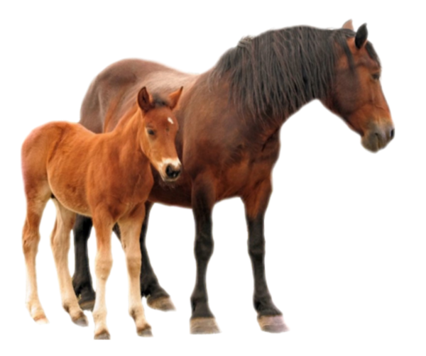 Лошадь с жеребенком на белом фоне