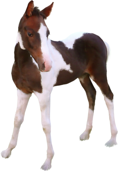 Жеребенок на прозрачном фоне