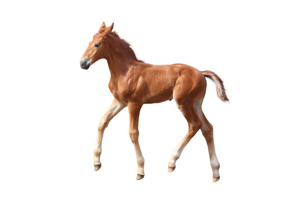 Фотография жеребёнка на белом фоне
