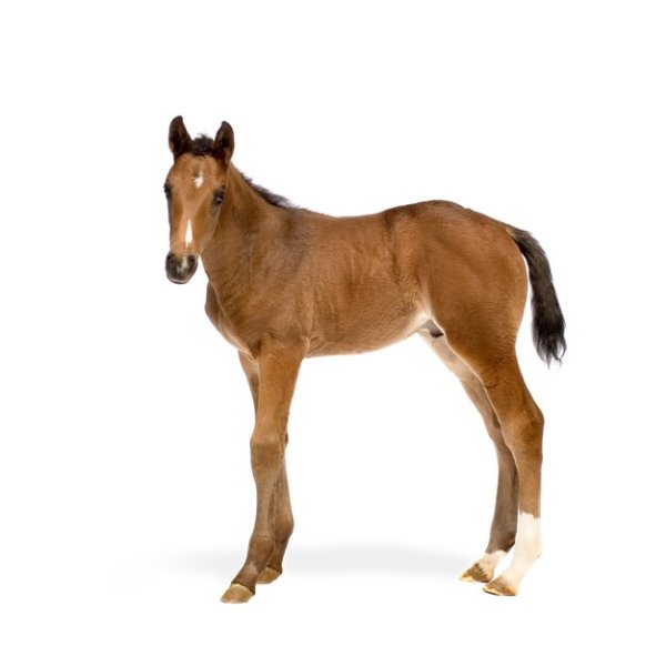 Жеребенок на белом фоне