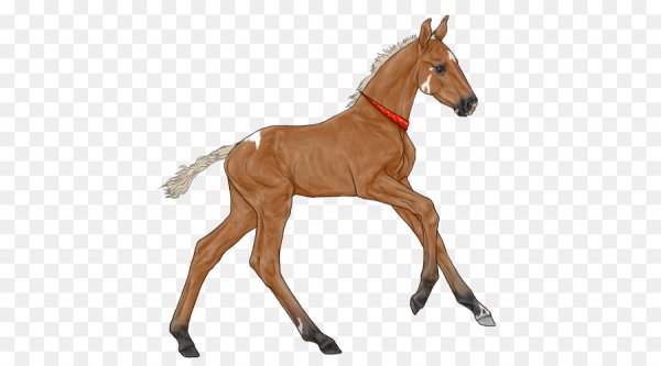 Жеребенок без заднего фона