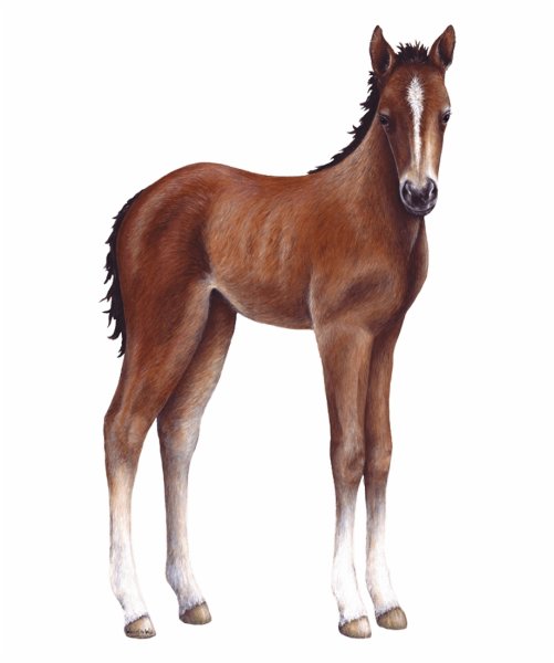 Жеребенок для детей в детском саду