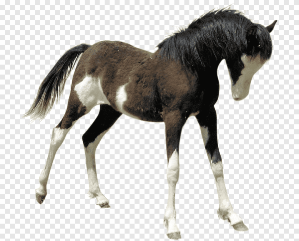 Жеребенок на белом фоне