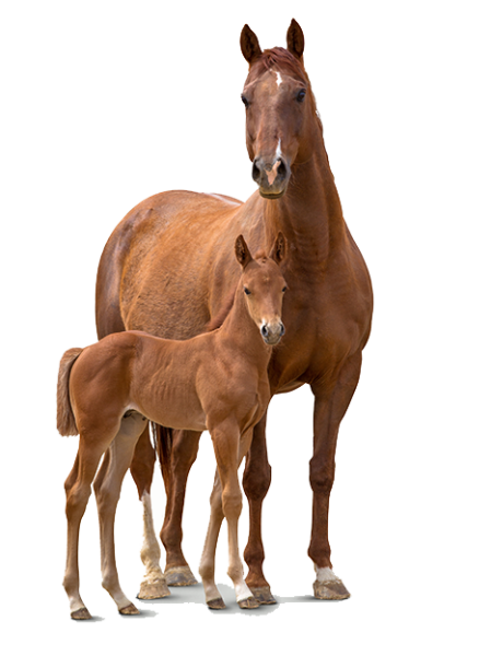 Жеребенок на белом фоне