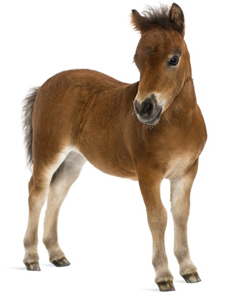 Жеребенок для детей