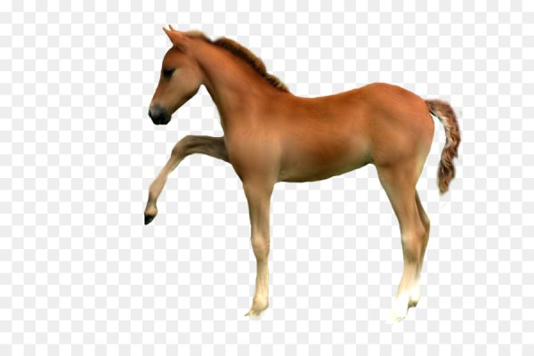 Жеребенок на прозрачном фоне