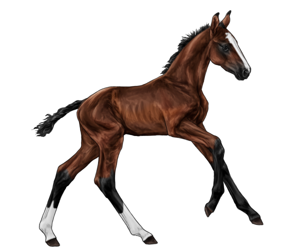 Жеребенок на белом фоне