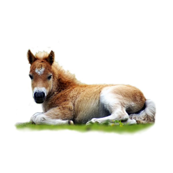 Лошадь лежит