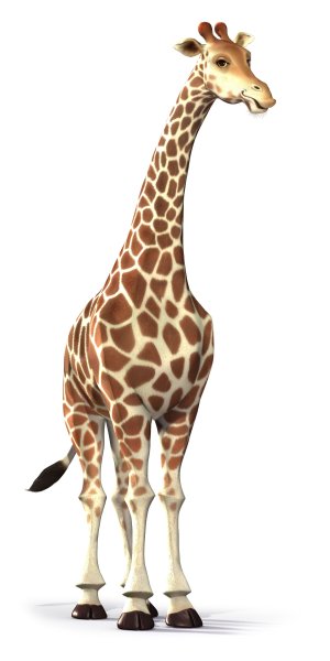 Жирафик на белом фоне