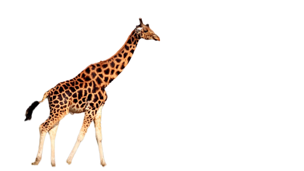 Жирафы на белом фоне