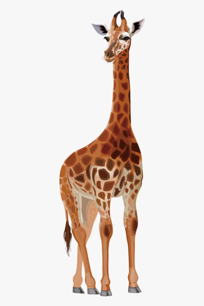 Жираф на белом фоне