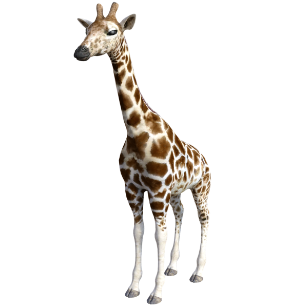 Жирафик на белом фоне