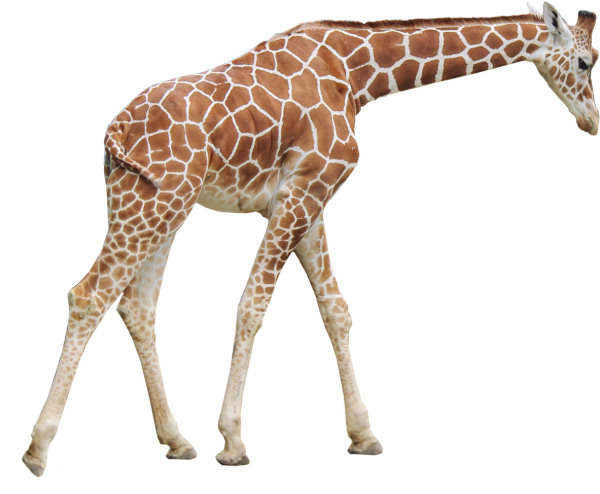 Жираф на прозрачном фоне