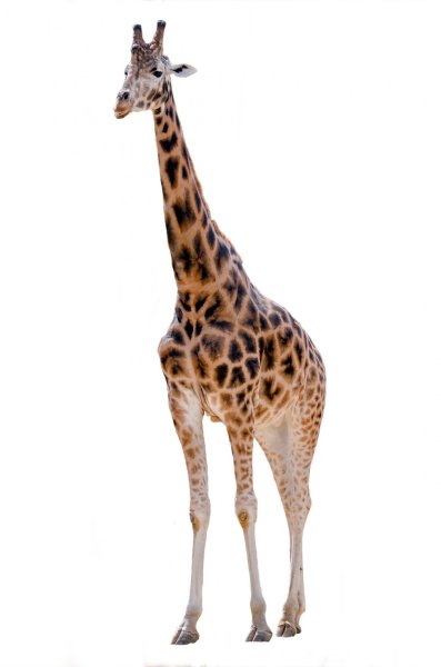 Жираф на белом фоне